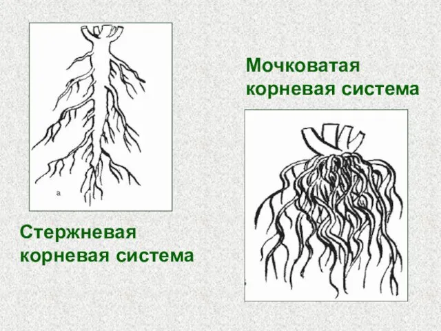 Стержневая корневая система Мочковатая корневая система