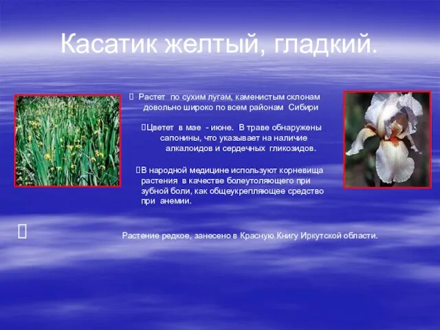 Касатик желтый, гладкий. Растение редкое, занесено в Красную Книгу Иркутской области. Растет