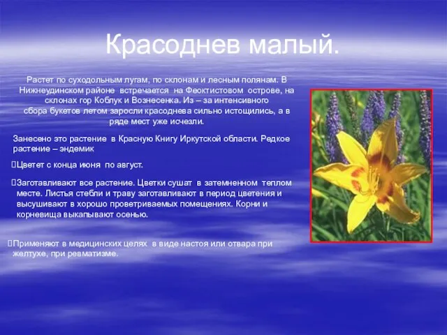 Красоднев малый. Растет по суходольным лугам, по склонам и лесным полянам. В