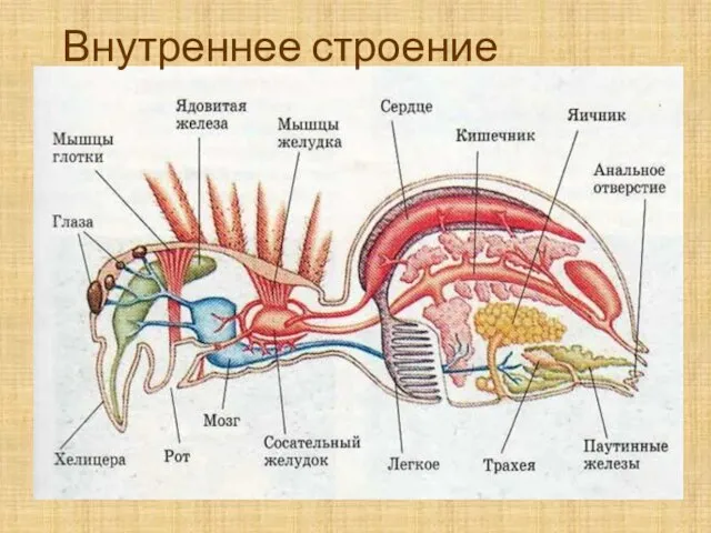 Внутреннее строение