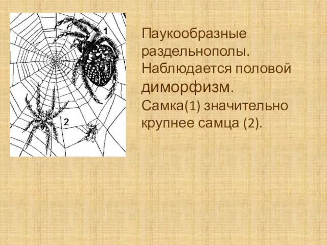 Паукообразные раздельнополы. Наблюдается половой диморфизм. Самка(1) значительно крупнее самца (2).