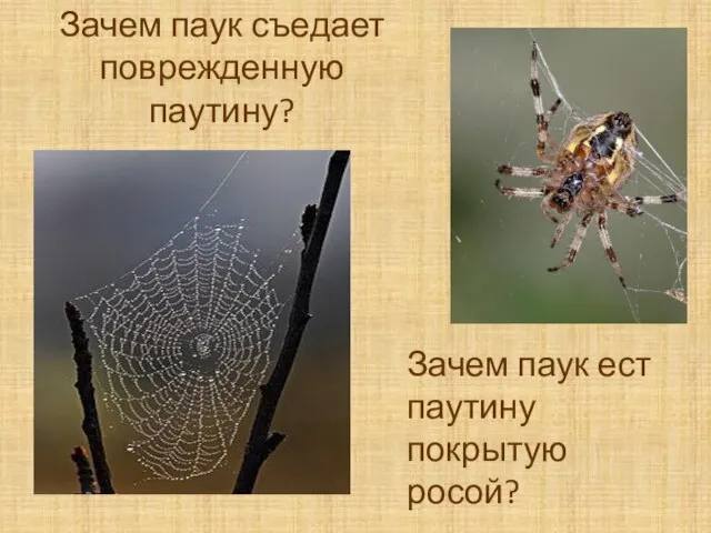 Зачем паук съедает поврежденную паутину? Зачем паук ест паутину покрытую росой?