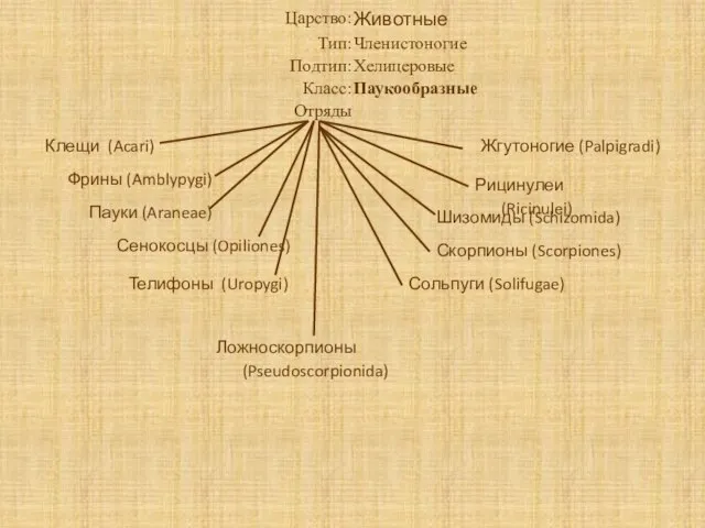 Клещи (Acari) Фрины (Amblypygi) Пауки (Araneae) Сенокосцы (Opiliones) Жгутоногие (Palpigradi) Ложноскорпионы (Pseudoscorpionida)