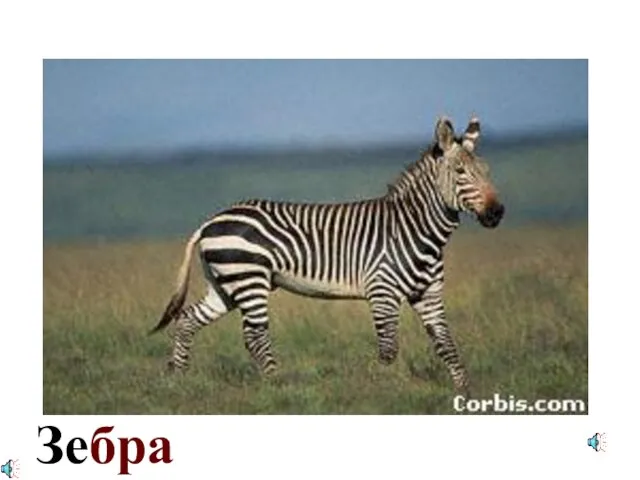 Зебра