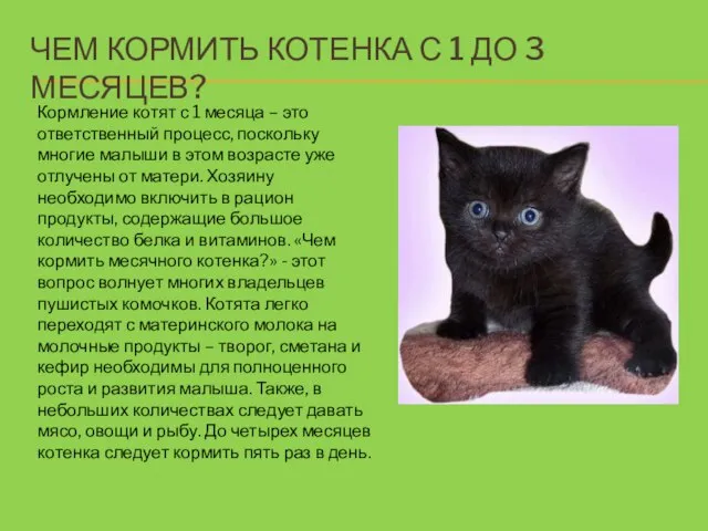 Чем кормить котенка с 1 до 3 месяцев? Кормление котят с 1