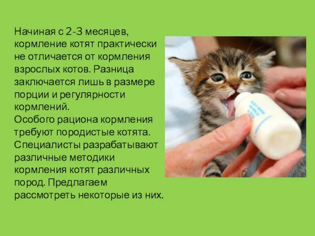 Начиная с 2-3 месяцев, кормление котят практически не отличается от кормления взрослых