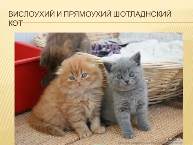 Вислоухий и прямоухий шотладнский кот