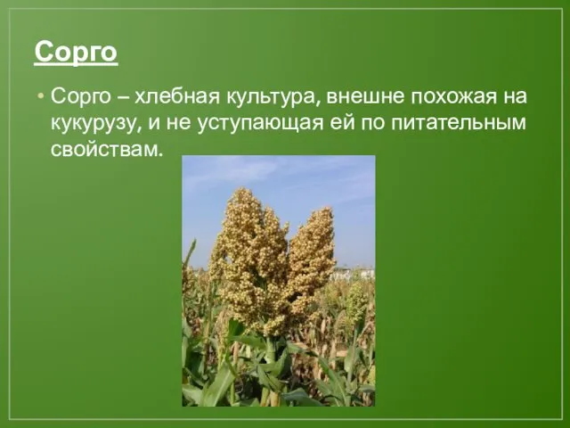 Сорго Сорго – хлебная культура, внешне похожая на кукурузу, и не уступающая ей по питательным свойствам.