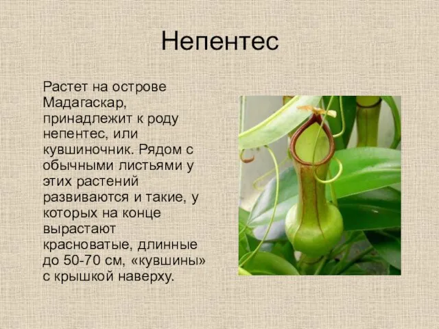 Непентес Растет на острове Мадагаскар, принадлежит к роду непентес, или кувшиночник. Рядом