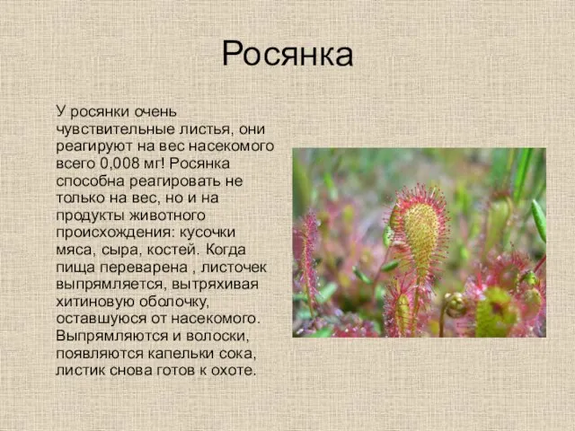 Росянка У росянки очень чувствительные листья, они реагируют на вес насекомого всего