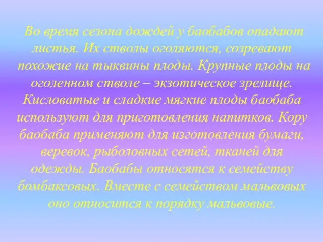 Во время сезона дождей у баобабов опадают листья. Их стволы оголяются, созревают