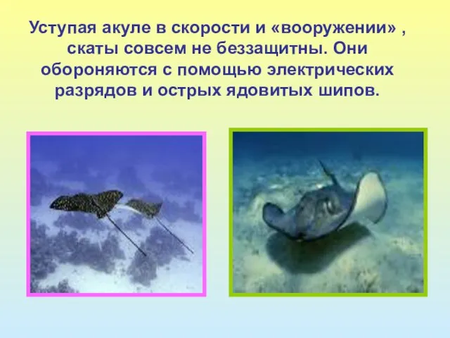 Уступая акуле в скорости и «вооружении» , скаты совсем не беззащитны. Они