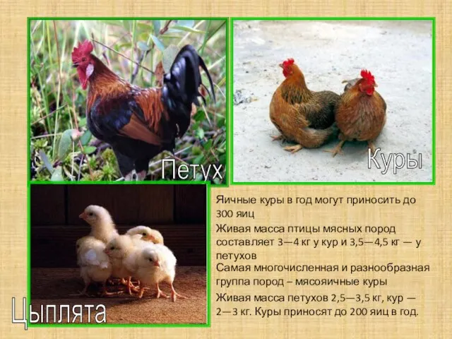 Петух Куры Цыплята Живая масса петухов 2,5—3,5 кг, кур — 2—3 кг.