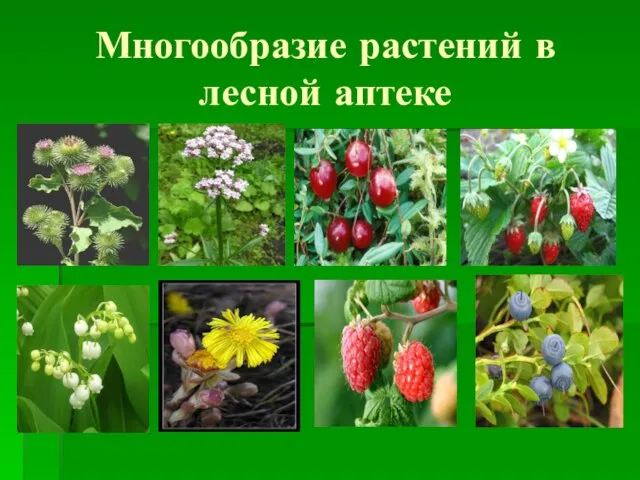 Многообразие растений в лесной аптеке