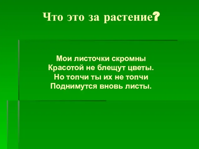 Что это за растение? Мои листочки скромны Красотой не блещут цветы. Но