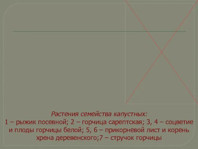 Растения семейства капустных: 1 – рыжик посевной; 2 – горчица сарептская; 3,