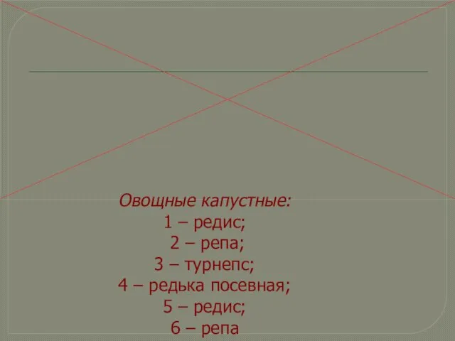 Овощные капустные: 1 – редис; 2 – репа; 3 – турнепс; 4