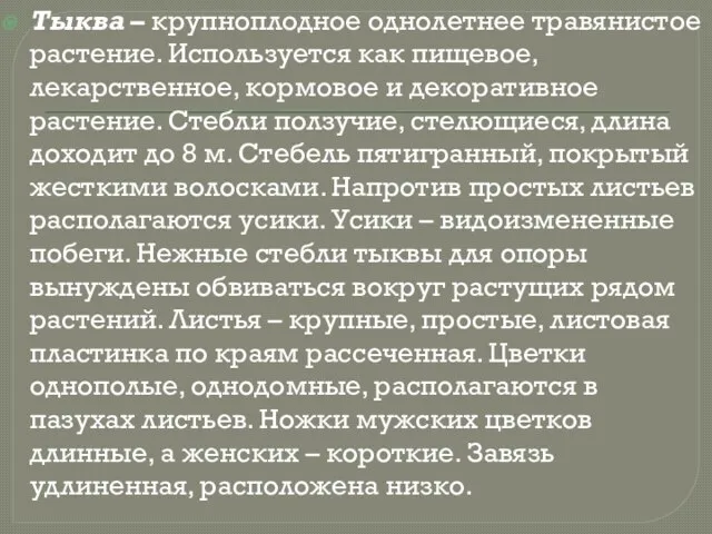 Тыква – крупноплодное однолетнее травянистое растение. Используется как пищевое, лекарственное, кормовое и