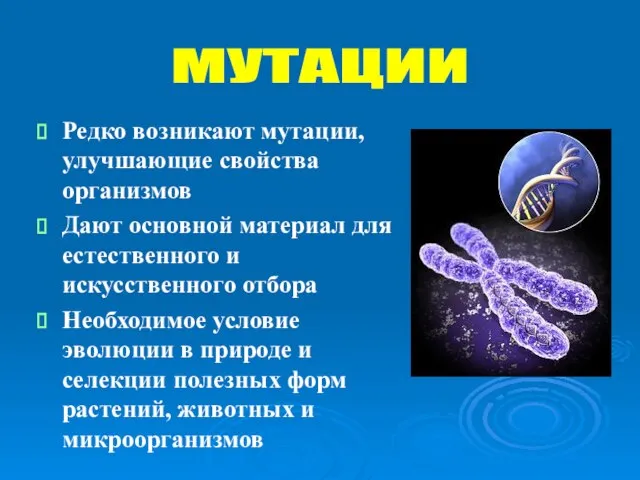 Редко возникают мутации, улучшающие свойства организмов Дают основной материал для естественного и