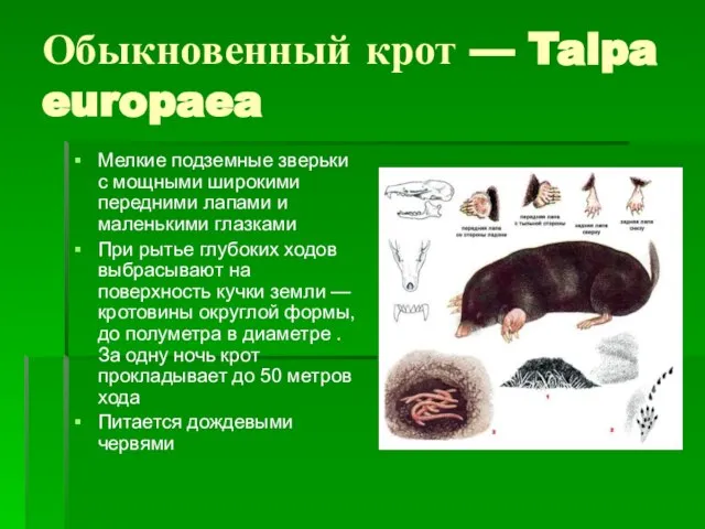Обыкновенный крот — Talpa europaea Мелкие подземные зверьки с мощными широкими передними