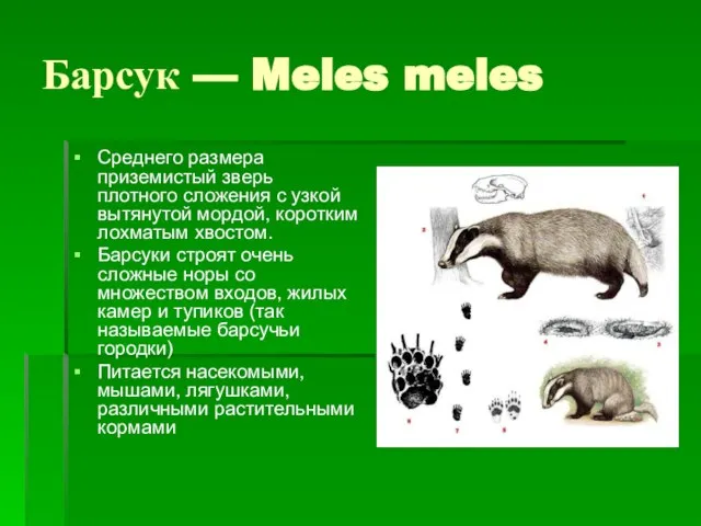 Барсук — Meles meles Среднего размера приземистый зверь плотного сложения с узкой