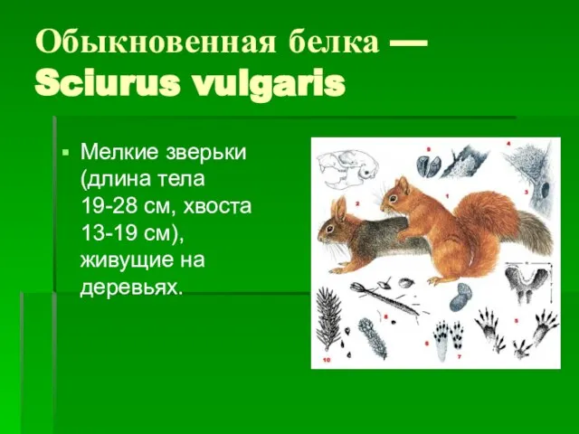 Обыкновенная белка — Sciurus vulgaris Мелкие зверьки (длина тела 19-28 см, хвоста