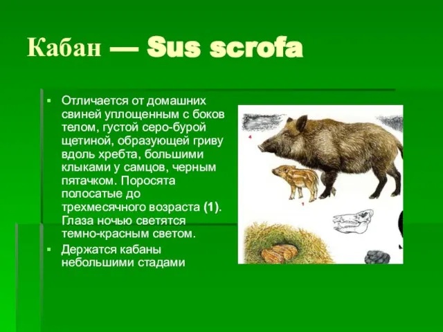 Кабан — Sus scrofa Отличается от домашних свиней уплощенным с боков телом,