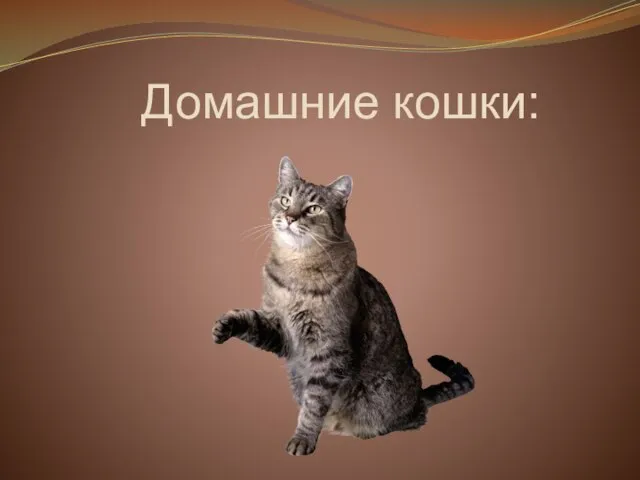 Домашние кошки: