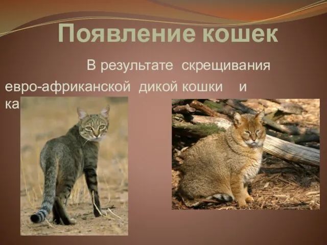 Появление кошек В результате скрещивания евро-африканской дикой кошки и камышового кота.