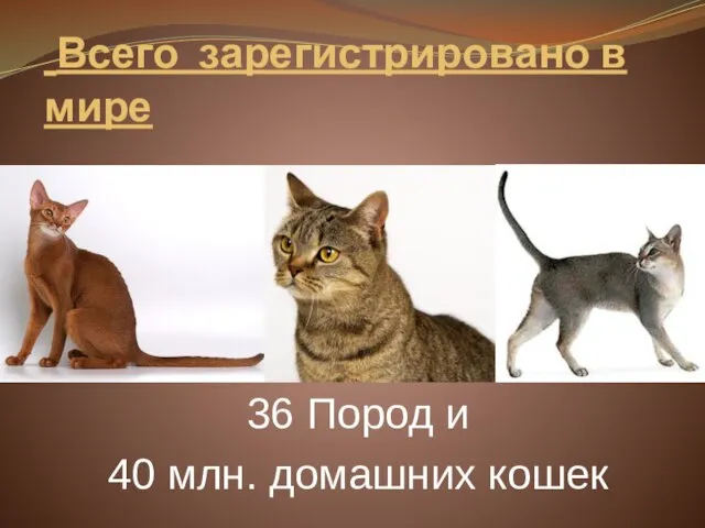 Всего зарегистрировано в мире 36 Пород и 40 млн. домашних кошек