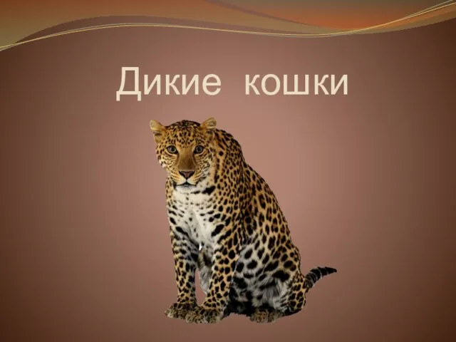 Дикие кошки