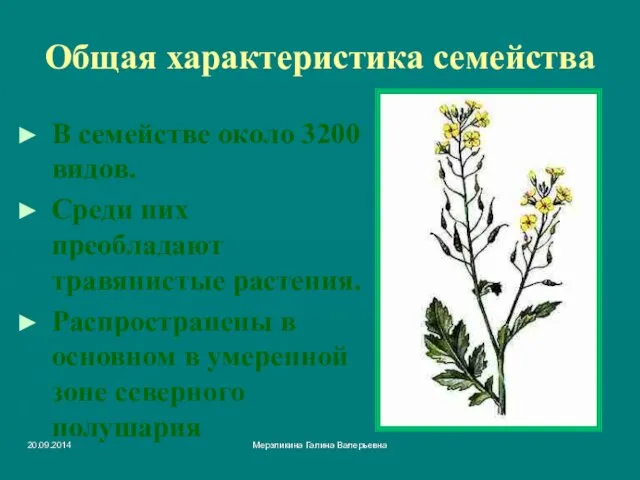 Мерзликина Галина Валерьевна Общая характеристика семейства В семействе около 3200 видов. Среди