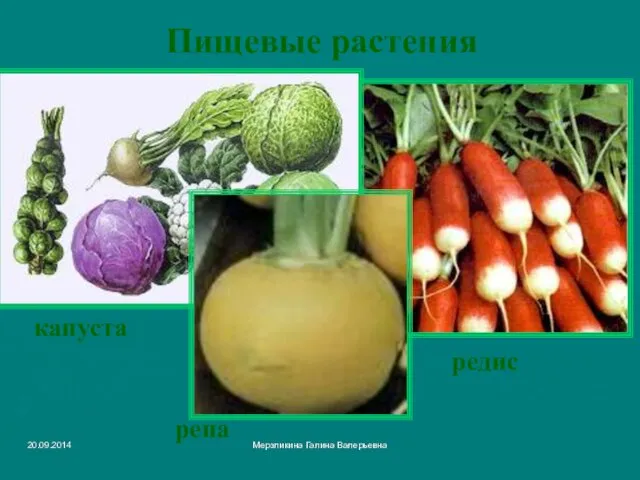 Мерзликина Галина Валерьевна Пищевые растения редис капуста репа