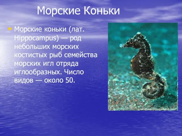 Морские Коньки Морские коньки (лат. Hippocampus) — род небольших морских костистых рыб