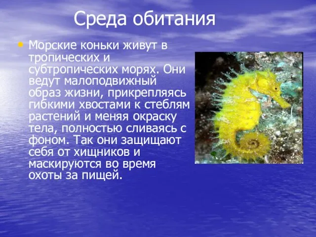 Среда обитания Морские коньки живут в тропических и субтропических морях. Они ведут