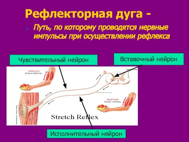 Рефлекторная дуга - Путь, по которому проводятся нервные импульсы при осуществлении рефлекса