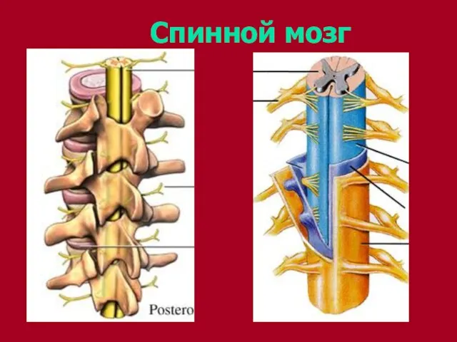 Спинной мозг