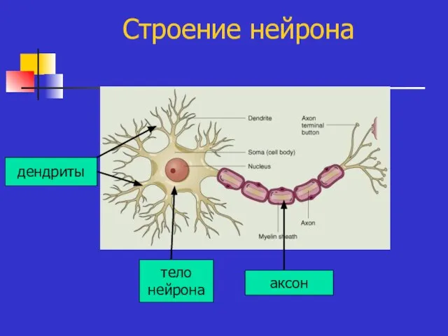 Строение нейрона дендриты тело нейрона аксон