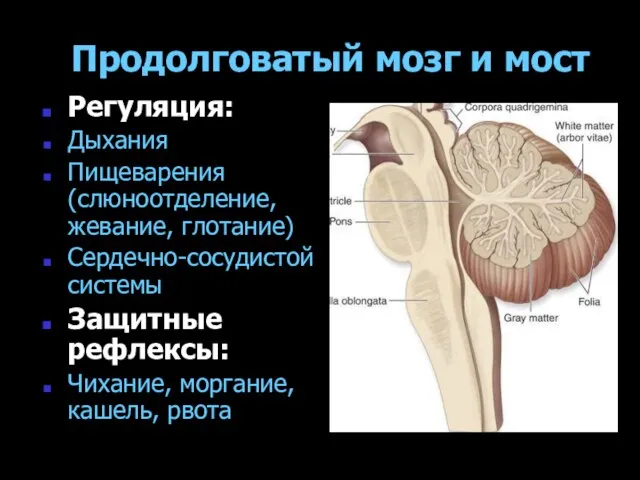 Продолговатый мозг и мост Регуляция: Дыхания Пищеварения (слюноотделение, жевание, глотание) Сердечно-сосудистой системы