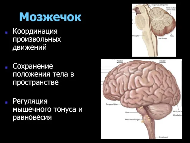 Мозжечок Координация произвольных движений Сохранение положения тела в пространстве Регуляция мышечного тонуса и равновесия