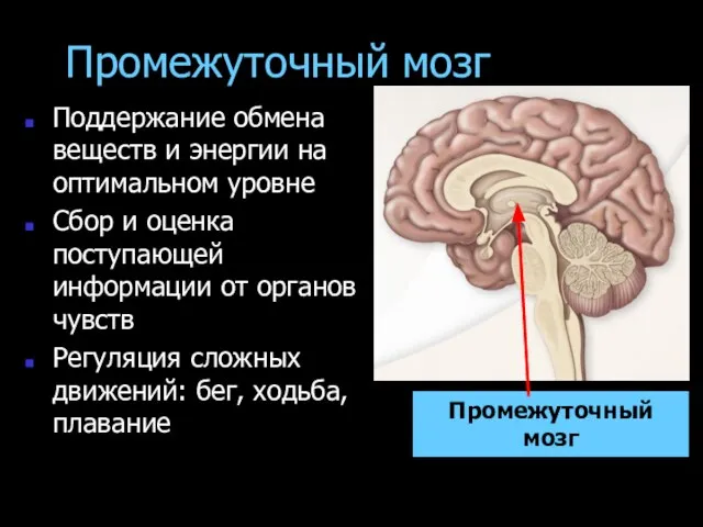 Промежуточный мозг Поддержание обмена веществ и энергии на оптимальном уровне Сбор и