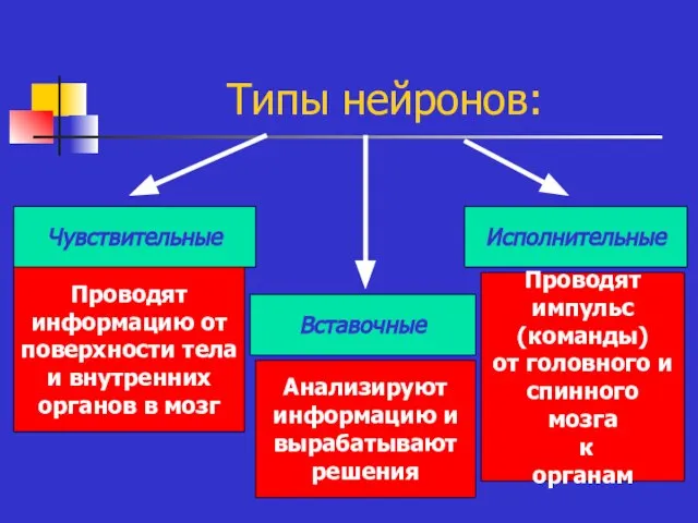 Типы нейронов: Чувствительные Вставочные Исполнительные Проводят информацию от поверхности тела и внутренних