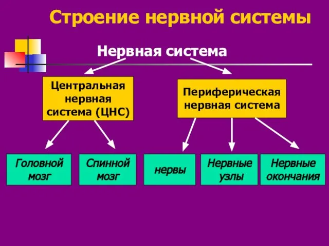 Строение нервной системы Нервная система Центральная нервная система (ЦНС) Периферическая нервная система