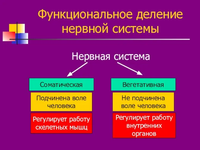 Функциональное деление нервной системы Нервная система Соматическая Вегетативная Подчинена воле человека Регулирует