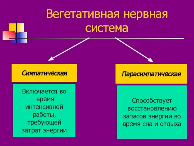 Вегетативная нервная система Симпатическая Парасимпатическая Включается во время интенсивной работы, требующей затрат