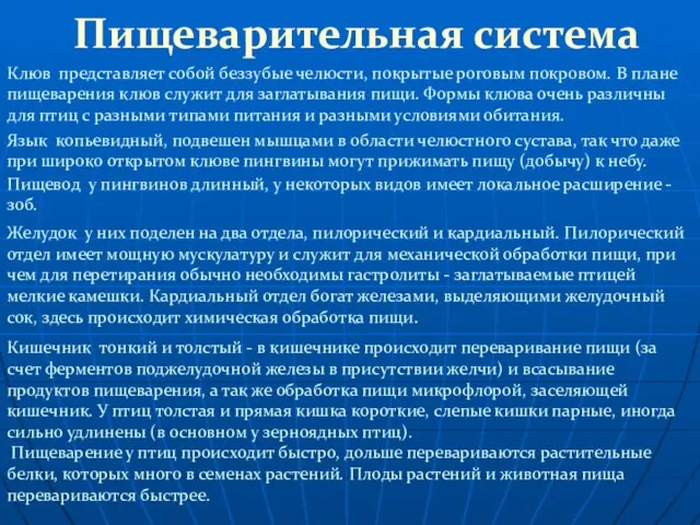 Пищеварительная система Язык копьевидный, подвешен мышцами в области челюстного сустава, так что