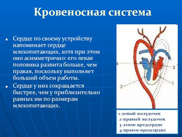 Кровеносная система Сердце по своему устройству напоминает сердце млекопитающих, хотя при этом
