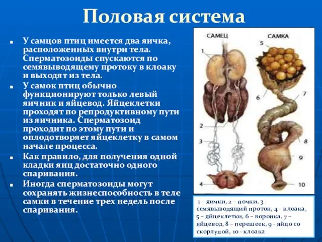 Половая система У самцов птиц имеется два яичка, расположенных внутри тела. Сперматозоиды