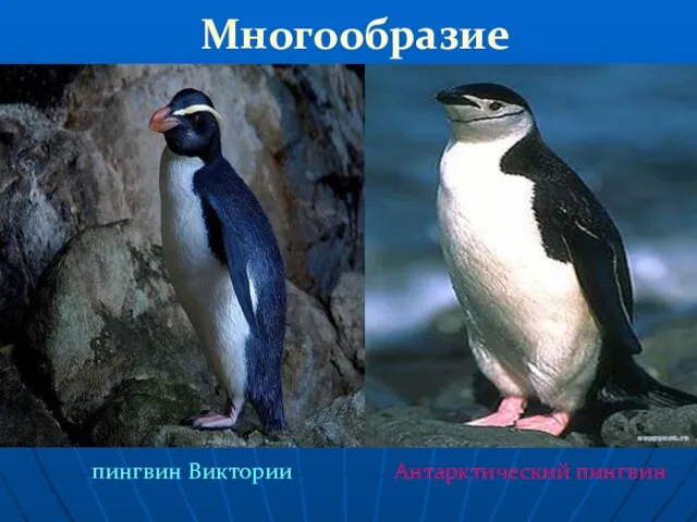 Многообразие пингвин Виктории Антарктический пингвин