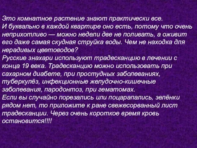 Это комнатное растение знают практически все. И буквально в каждой квартире оно